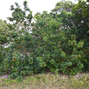 Pepper Tree Trimming